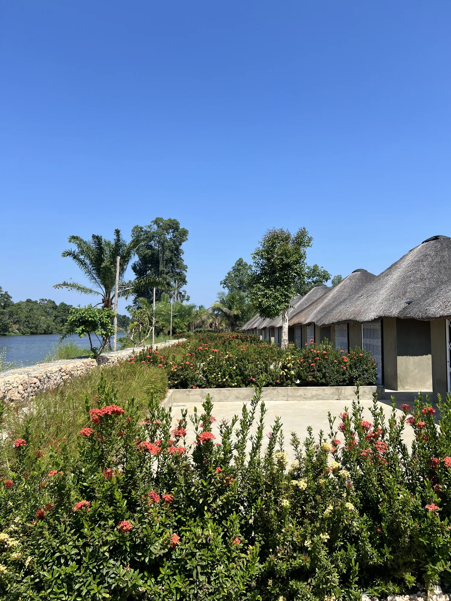 Row of thatched chalets along the Kwanza River with rose garden landscaping